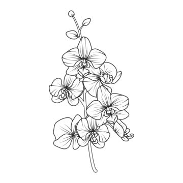 Orchid Flower Hand Drawn Illustration Vector Orchid Flower Sketch