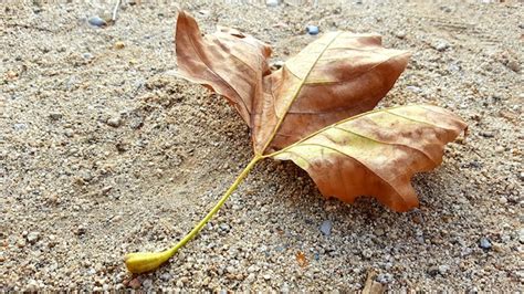 Premium Photo High Angle View Of Fallen Dry Leaf