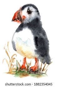 Watercolor Cute Puffin Bird Painting Illustration Stock Illustration ...