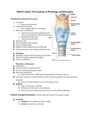 Exam Notes Docx Exam Notes The Anatomy Of Physiology And