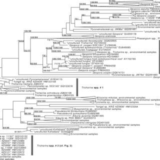 Phylogenetic Tree Inferred Under The Maximum Likelihood Ml Criterion