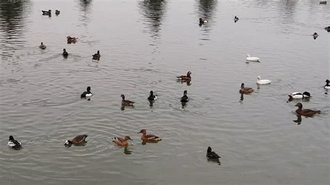 Les Canards D Ornements De Chevillon Sur Huillard YouTube