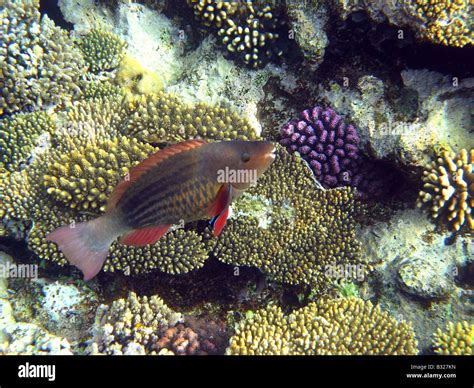 Parrot fish and coral reef Stock Photo - Alamy