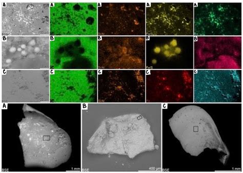 What is “Taphonomy” and how can we use it to study shells from Po Plain ...