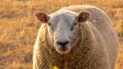 Sheep Farm. White Sheep Portrait. Farm Animals. White Lamb in Paddock ...