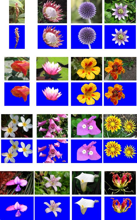 [PDF] Automated Flower Classification over a Large Number of Classes ...