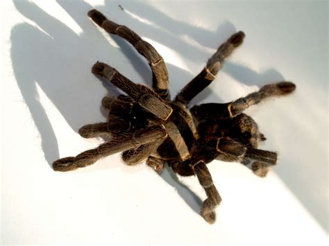 Tarantula Spider Free Stock Photo - Public Domain Pictures