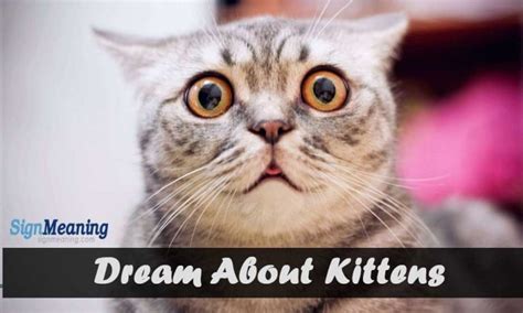 Dreams About Kittens – Meaning And Interpretation