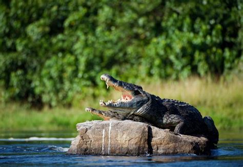 Crocodile attack project could help save lives in vulnerable ...