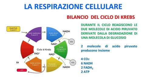 LA RESPIRAZIONE CELLULARE Il Ciclo Di Krebs YouTube