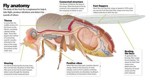 Fly Anatomy How It Works Everand