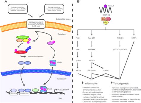 An Overview Of Cxcl8 Gene Regulation And The Signalling Cascades