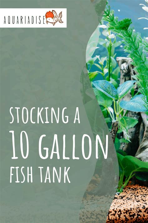 Stocking A 10 Gallon Fish Tank: The Basic How-to Guide