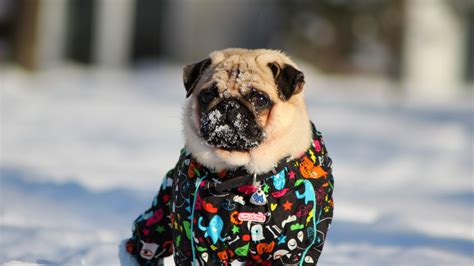 Pug In Snow Wallpaper,HD Animals Wallpapers,4k Wallpapers,Images ...