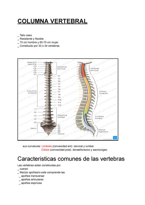 Anatomia Columna Vertebral Detallado Con Imagenes Columna