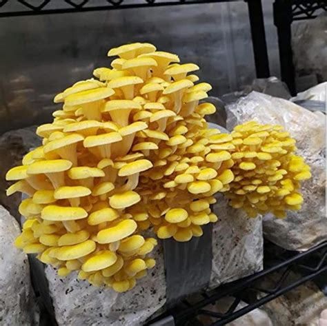 How to Grow Oyster Mushrooms: Complete Guide