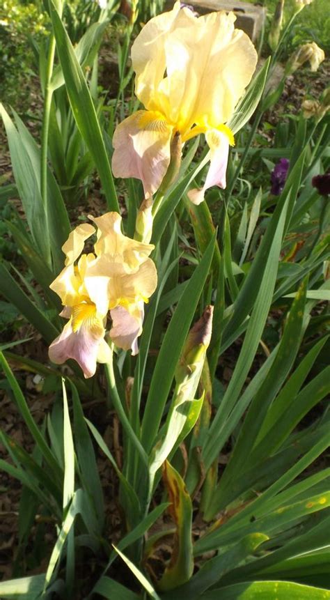 Photo Of The Entire Plant Of Tall Bearded Iris Iris China Maid