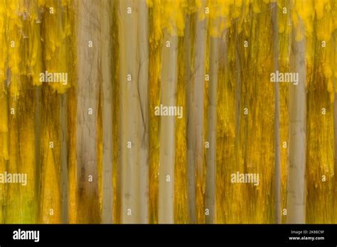 Fall Colors - Aspen Trees Abstract Stock Photo - Alamy