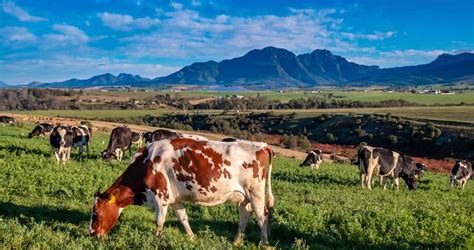 Dairy Farming In South Africa