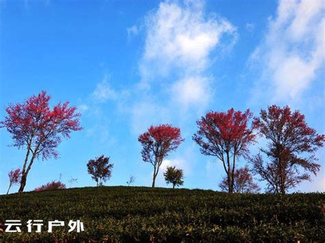 冬天樱花最美的地方—大理南涧无量山赏花之旅