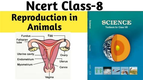 Class 8 Science Chapter 6 Reproduction In Animals Question Answers And