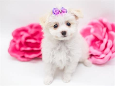 Pom Poo Puppy White And Cream Id14912 Located At Petland Wichita Kansas