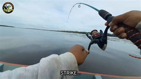 MANCING IKAN GULAMA KALIMANTAN TENGAH FULL STRIKE 2020 YouTube