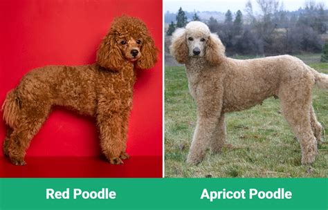 Red vs Apricot Poodle: The Differences Explained (With Pictures) – Dogster