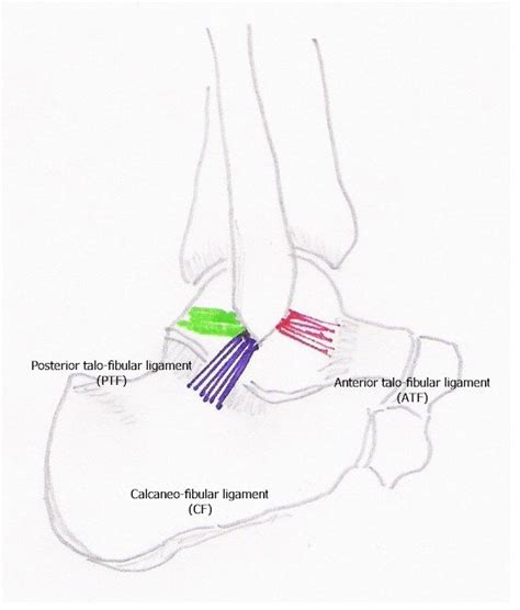 Ligaments of the lateral ankle - Printer friendly version