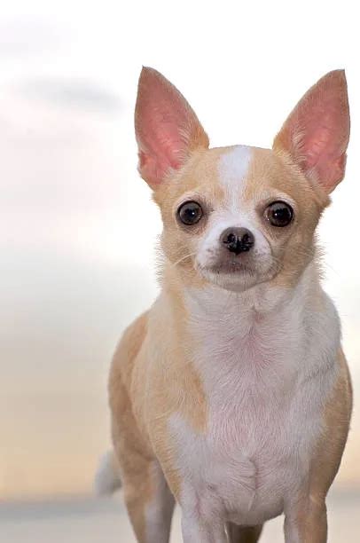 Golden Retriever And Chihuahua Mix Ultimate Hybrid Pet Choice The