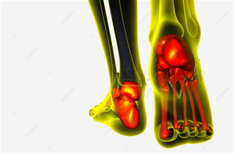 عظم القدم الطبي المقدم في عظام ثلاثية الأبعاد لعظم الساق صحة طبي