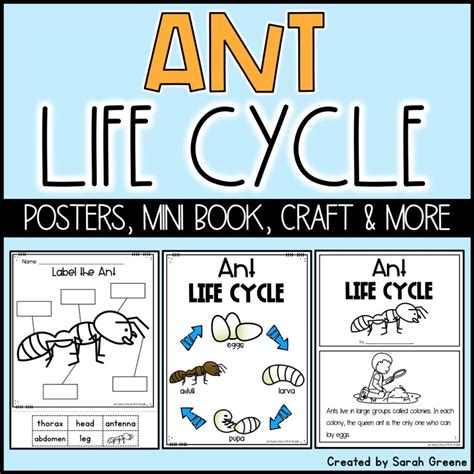 Life Cycle of an Ant | Made By Teachers