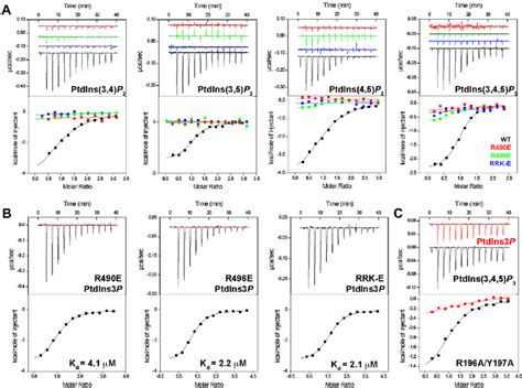 Mutational Analysis Confirms The Putative PtdIns P Binding Site On The