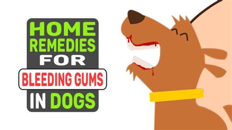 Home Remedies For Bleeding Gums In Dogs - Petmoo