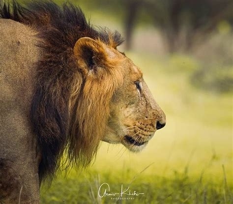 Gir National Park Asiatic Lions Last Natural Home Big Cats India