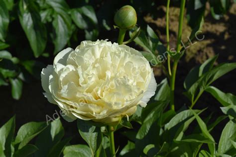 The Vanilla Schnapps Peony Adelman Peony Gardens