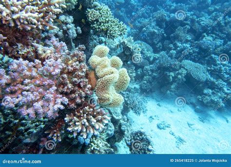 Recife De Coral Picturesco Colorido No Fundo Dos Corais Duros Marinhos