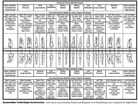 Meridian Tooth Chart And Organs