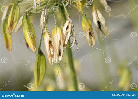 African Lily stock image. Image of nile, garden, autumn - 260046021