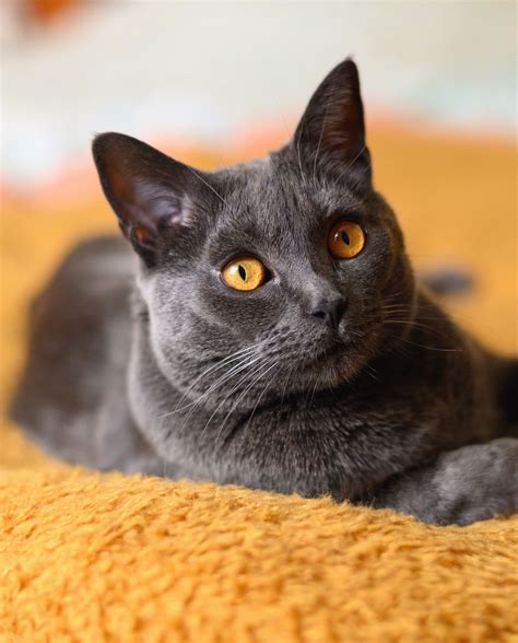 22 Cutest Cat Breeds Youll Want To Adopt