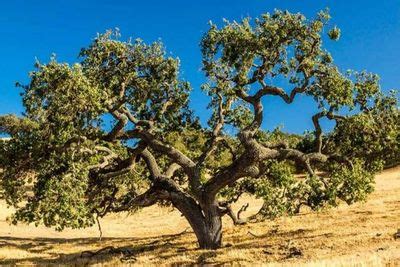 12 Beautiful Drought Tolerant Trees To Grow In Your Yard