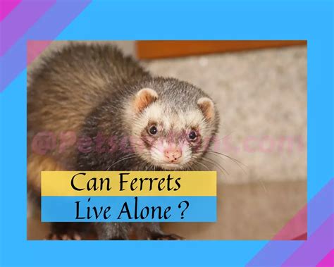 Can ferrets live alone? Can ferrets be kept in pairs or groups? The ...