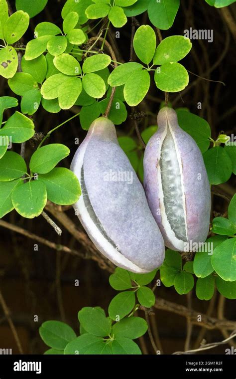 Akebia Quinata Wall Hi Res Stock Photography And Images Alamy