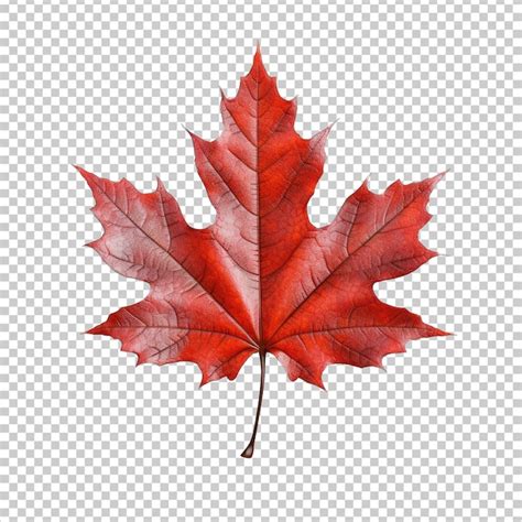 Premium PSD Maple Leaf Isolated On Transparent Background