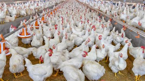 Poultry Broiler in Housing Farm Business Stock Image - Image of farm ...