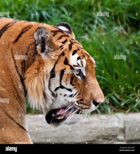 Bengal Tiger Food