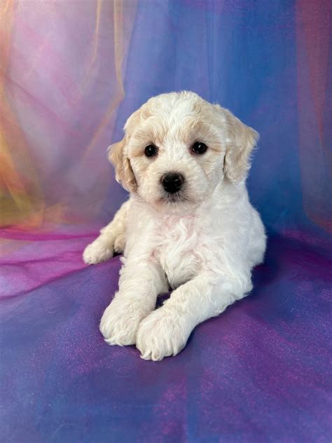 Bichon Poodle Breeder In Iowa Puppies Available Now