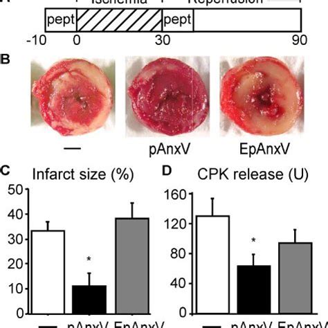 Binding Of Pkc To Annexin V Is Critical For Pkc Translocation A Pkc