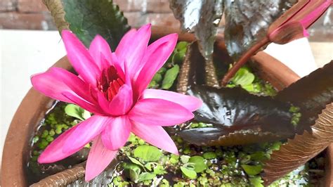 Grow Water Lily In Tub How To Grow Water Lily At Home Youtube