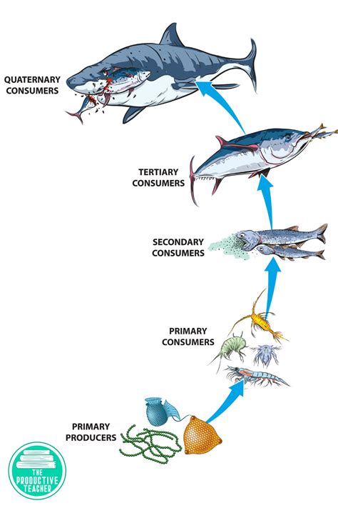 coral reef food chain diagram - Dip History Photographic Exhibit